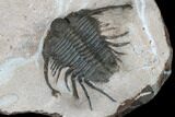 Spiny Cyphaspides Trilobite - Jorf, Morocco #179896-1